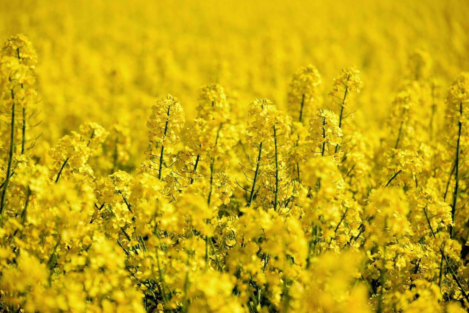 Rapeseed Oil - Everything You Need to Know