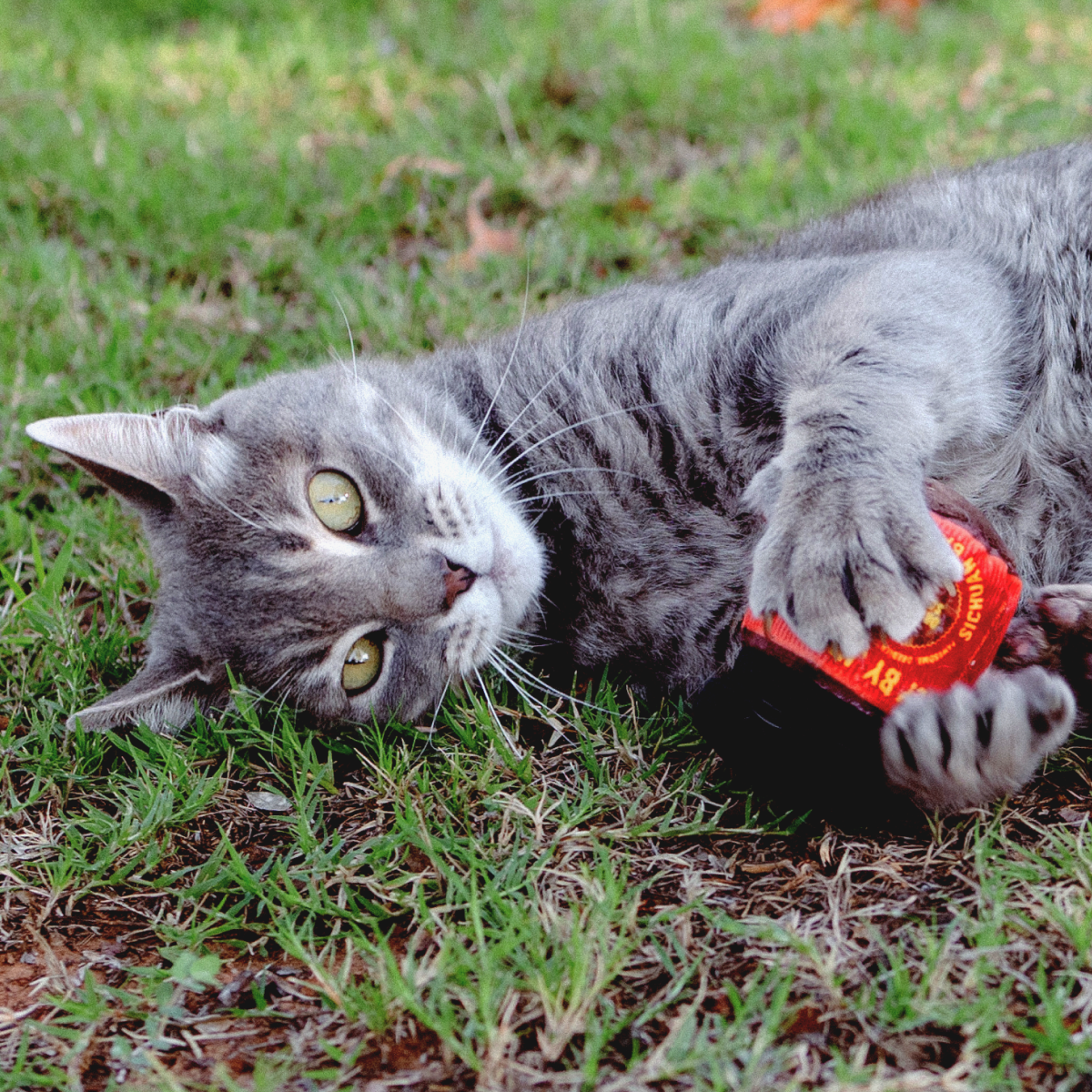 Dog & Cat Toy
